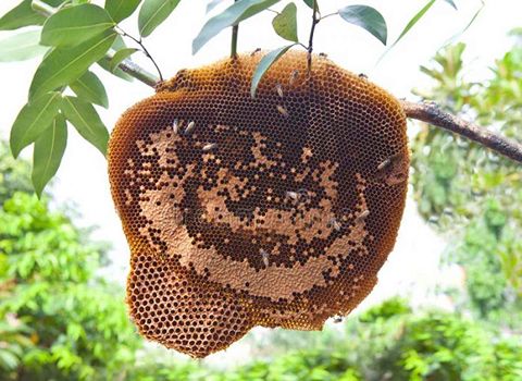 قیمت خرید عسل جنگلی مازندران با فروش عمده